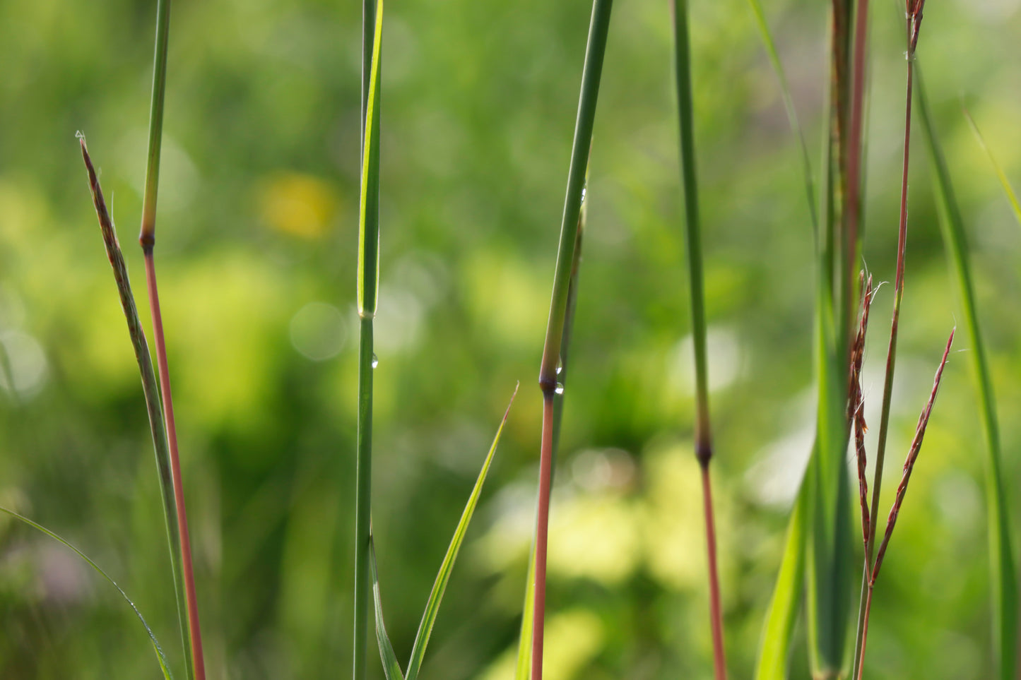 Yellow Indiangrass