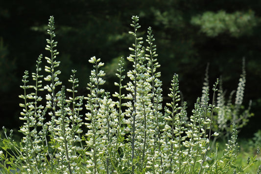White Indigo