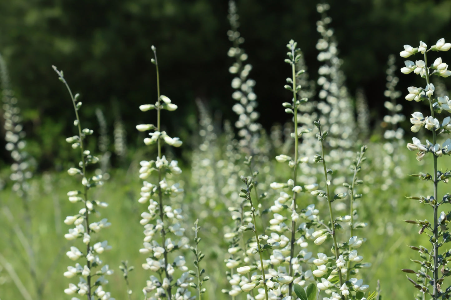 White wild indigo meadow