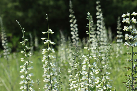 White wild indigo meadow
