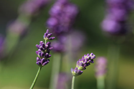 Macro lavender blooms