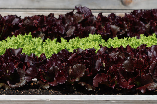 Raised garden lettuce beds