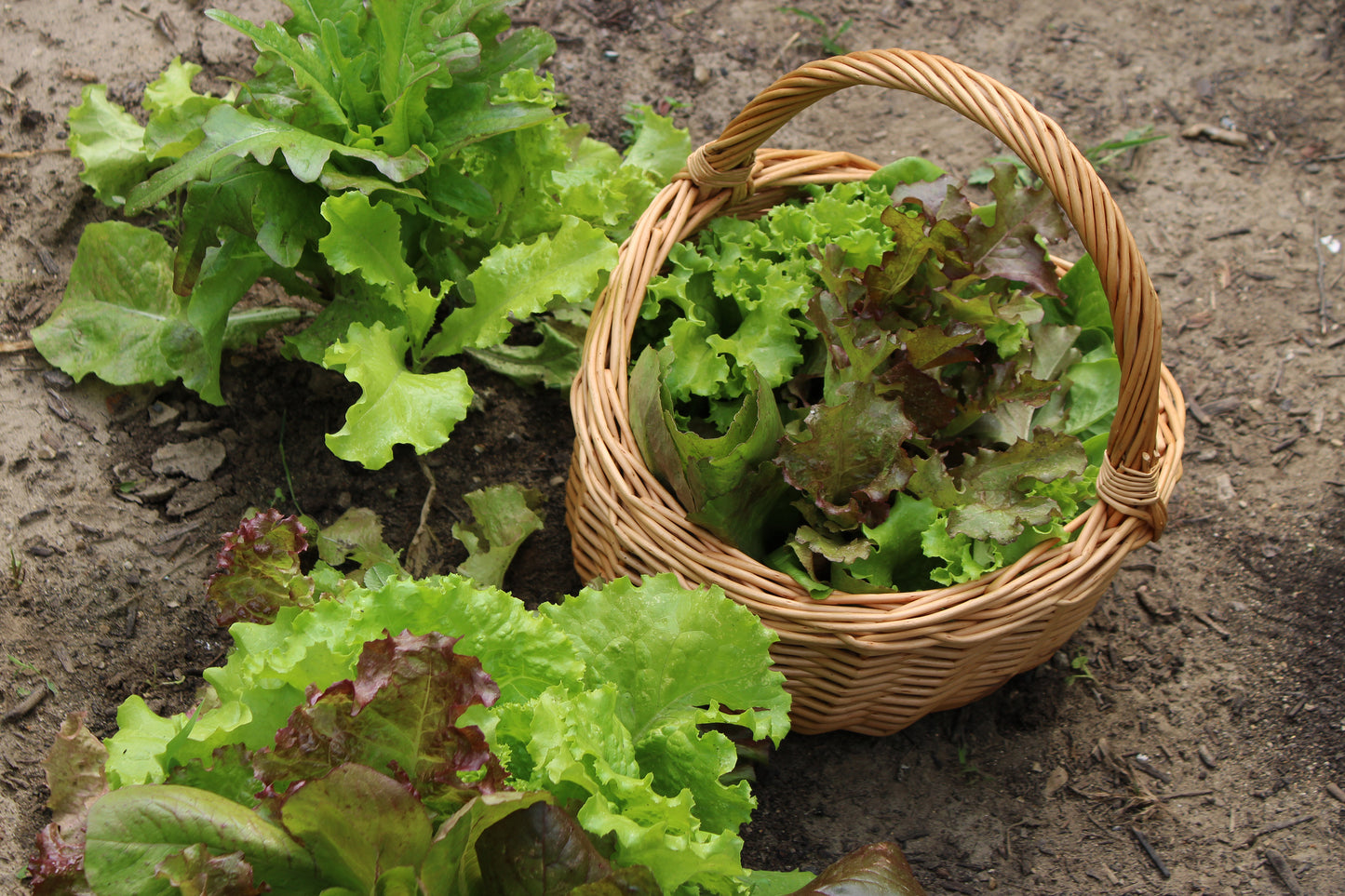 Picking lettuce