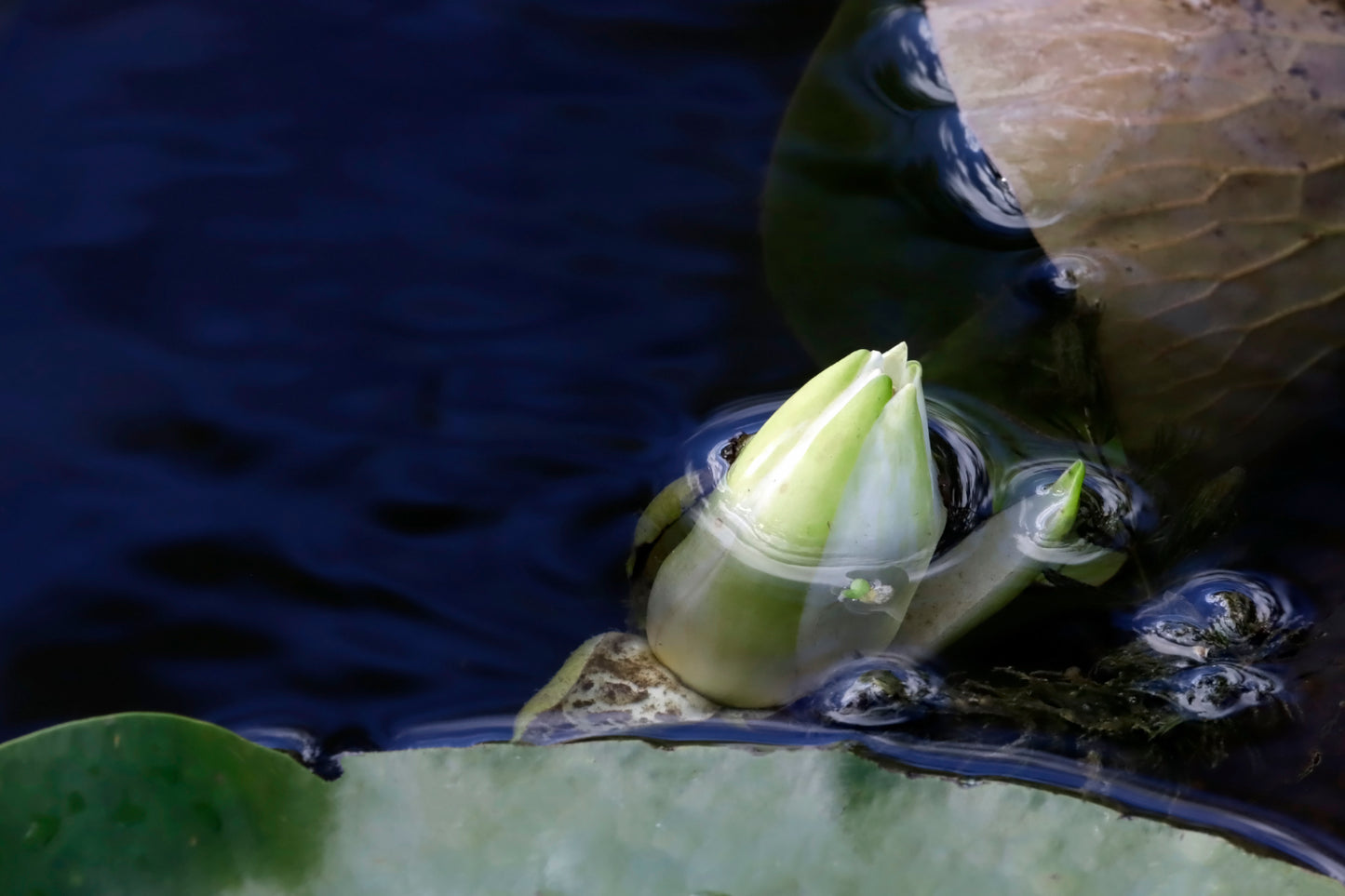 Lily pad bloom