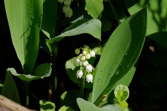 Lily of the Valley