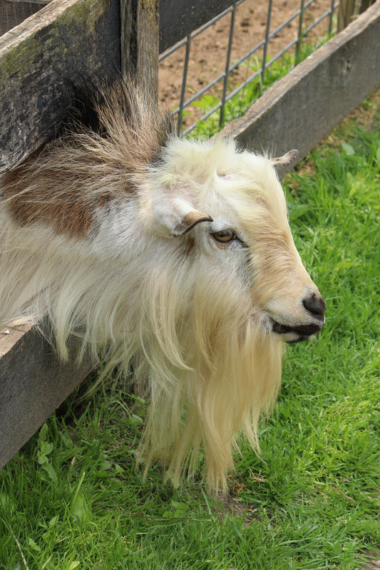 Long haired goat
