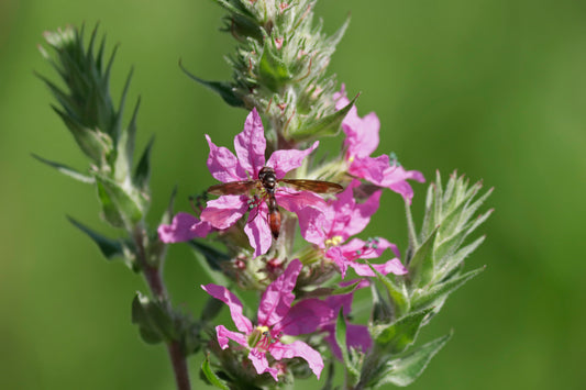 Purple Loosestrife & Pollinator