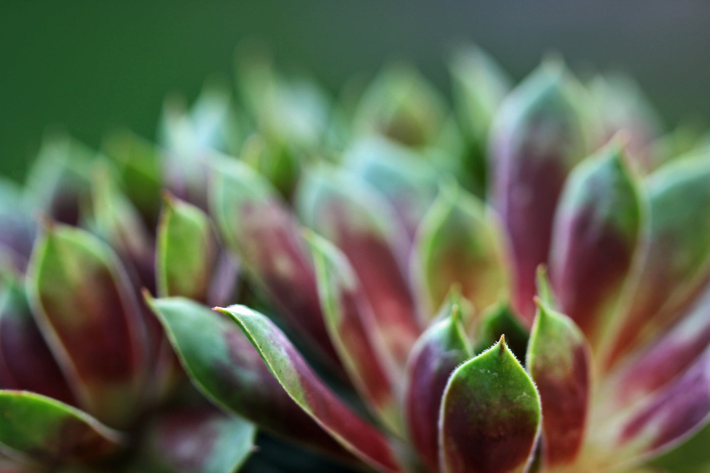 Common houseleek succulent