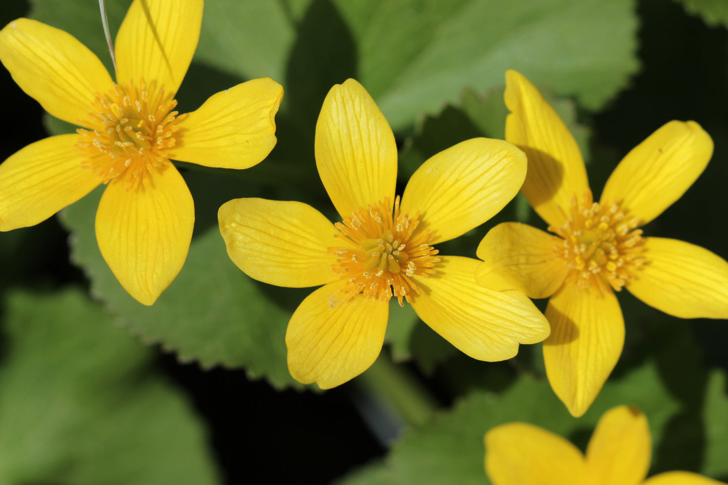 Close up marsh marigolds