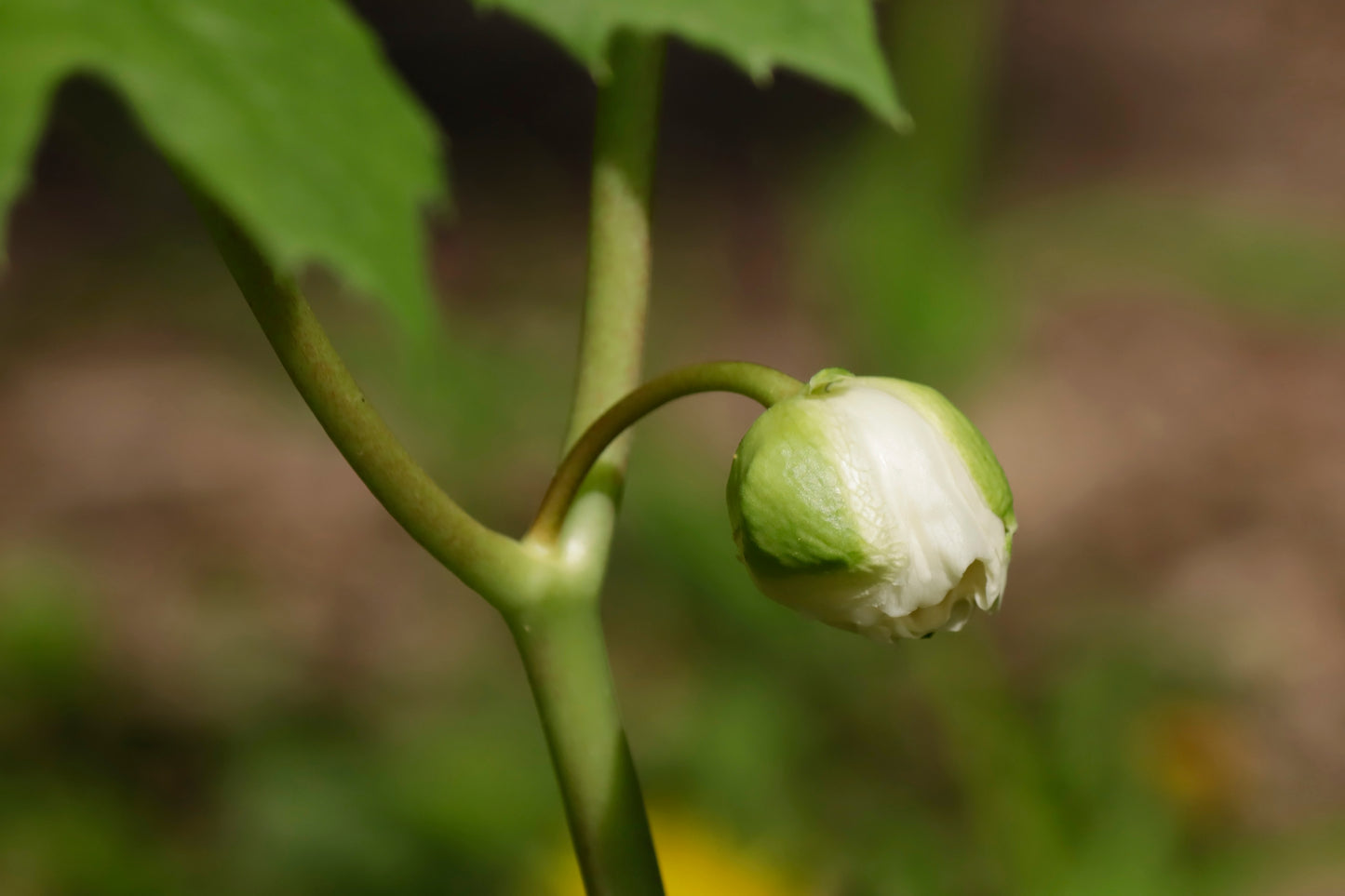 May Apple Bud