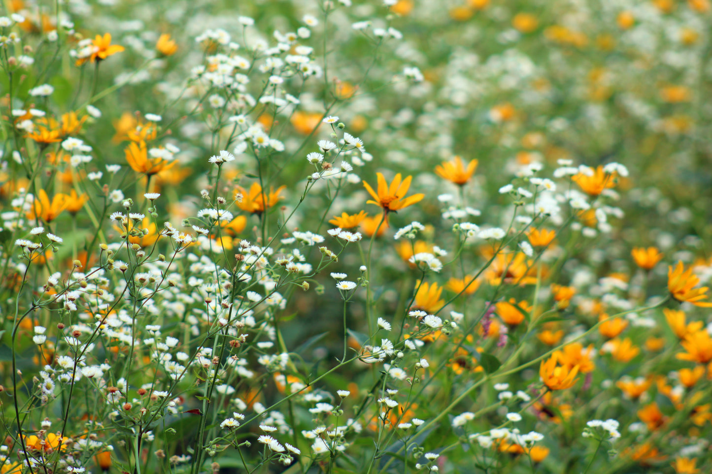 Merry meadow