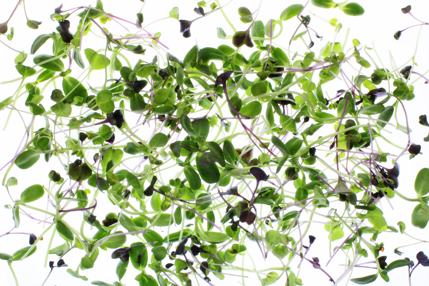 Micro greens