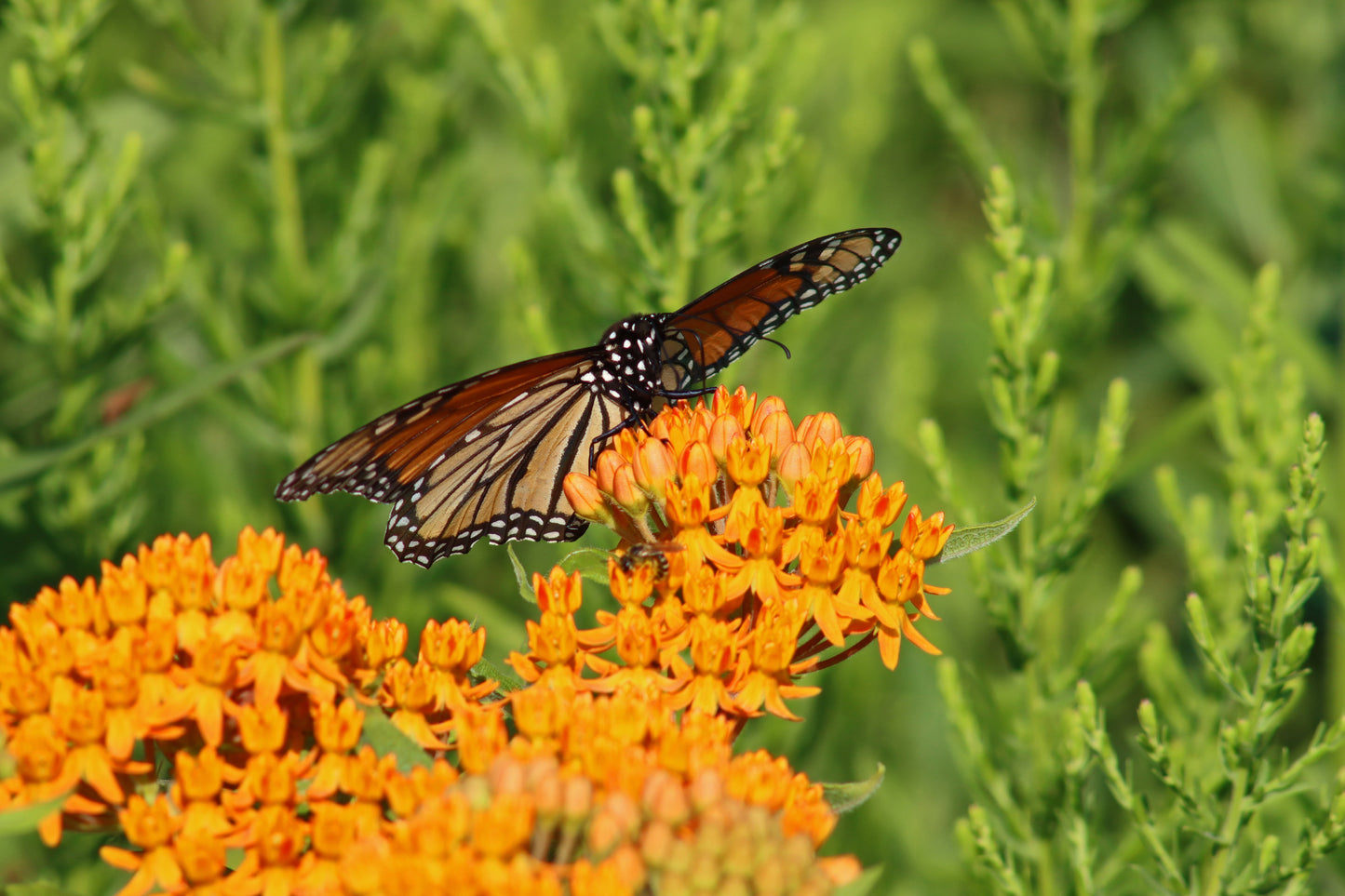 Butterfly weed and monarch