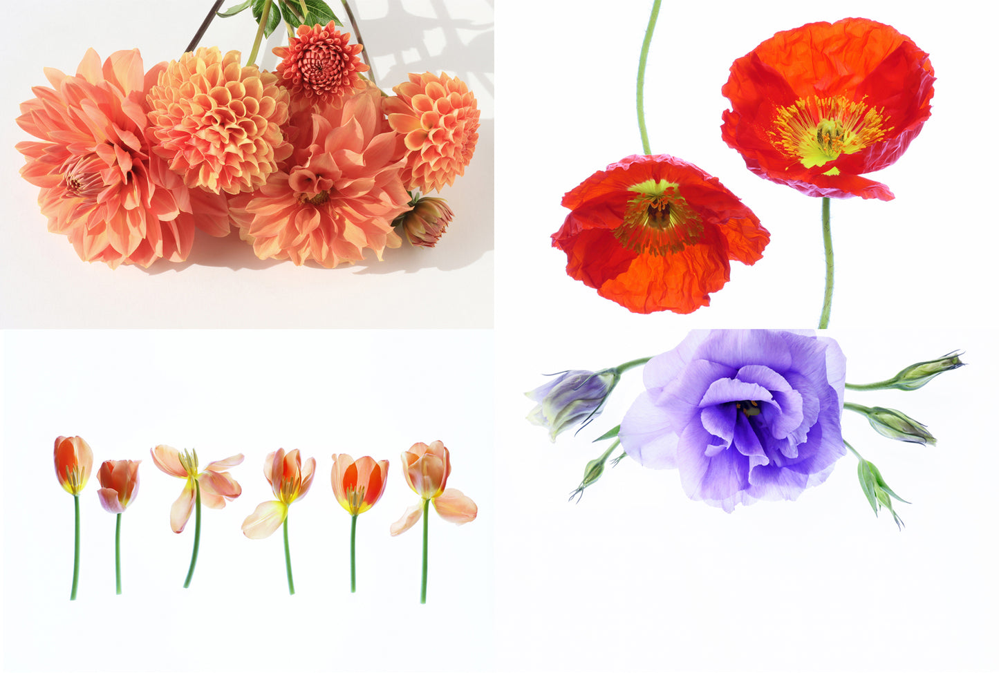 Greeting Cards Set C
