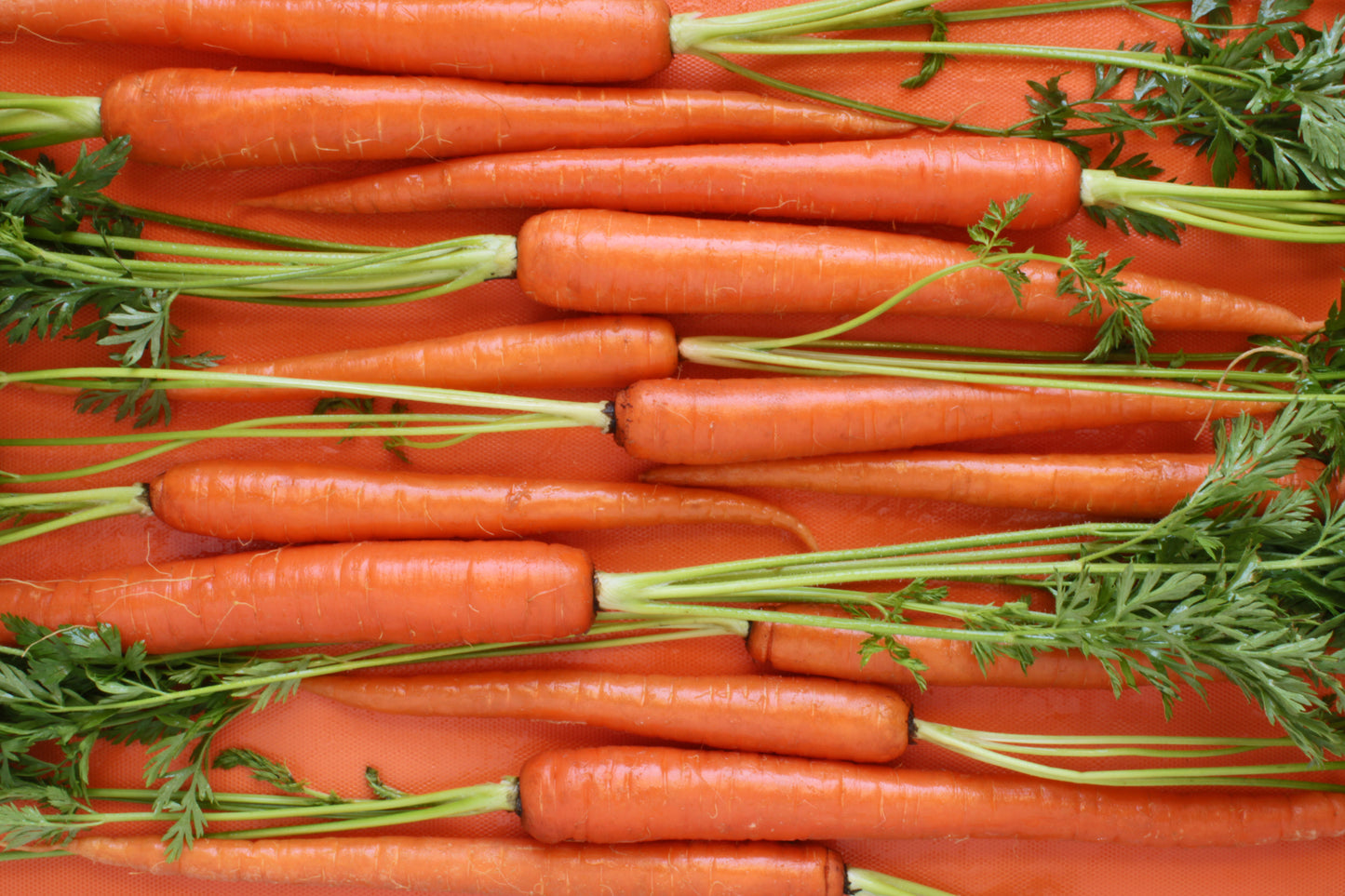 Carrots
