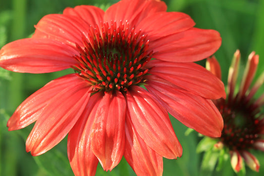 Salmon colored echinacea