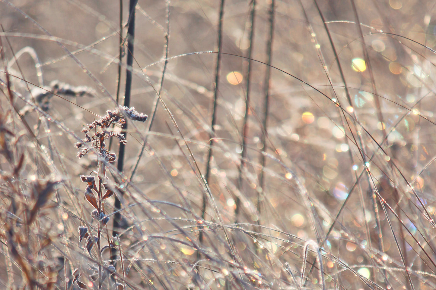 Frosted meadow
