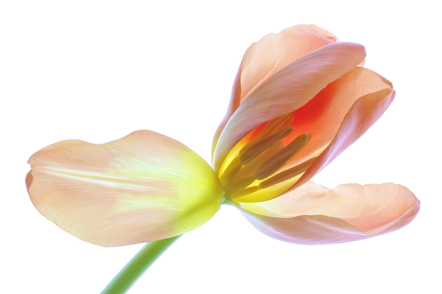 Unfolding peach