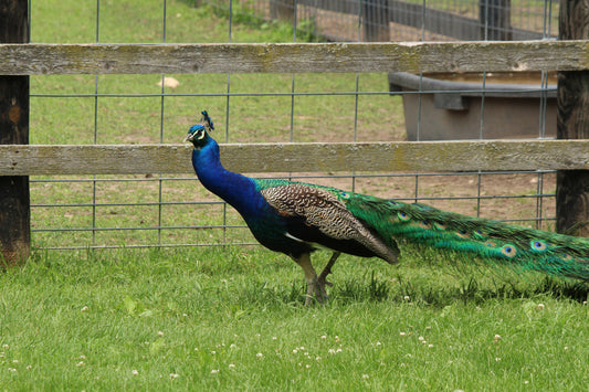 Peacock