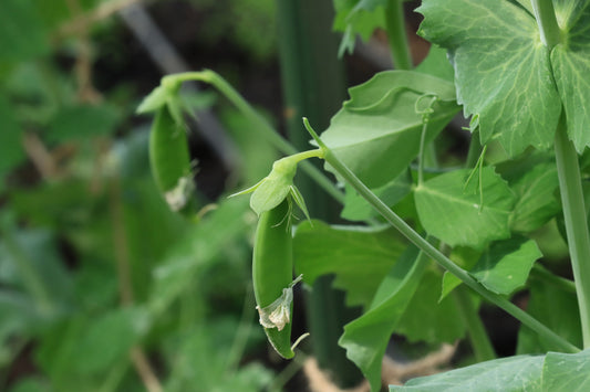 Pea plants