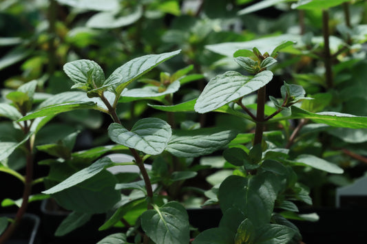 Peppermint plants