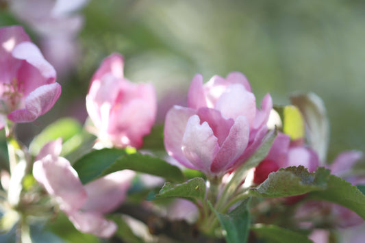 Crabapple background