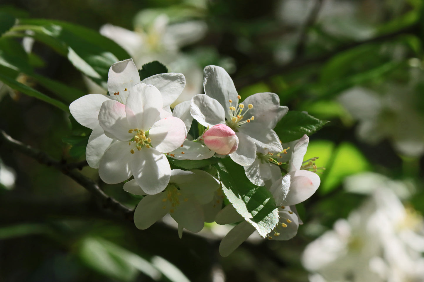 Apple blossoms