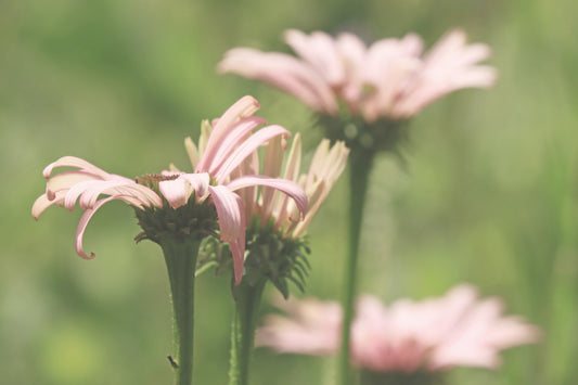 Pink blooms fade