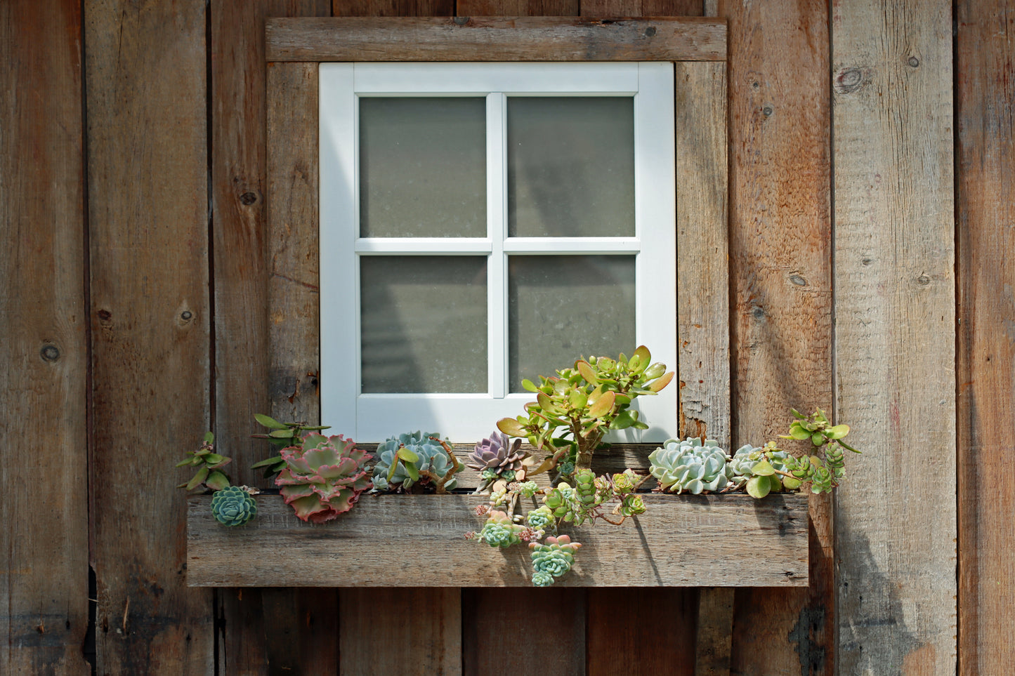 Succulent window box