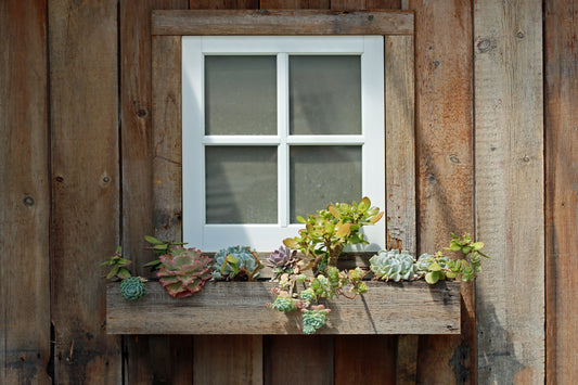 Succulent window box