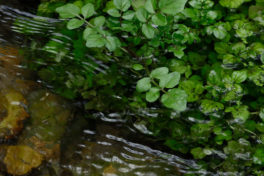 Flowing stream