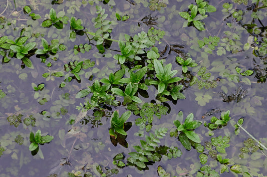 True forget-me-not water plant