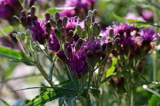 Prairie Ironweed