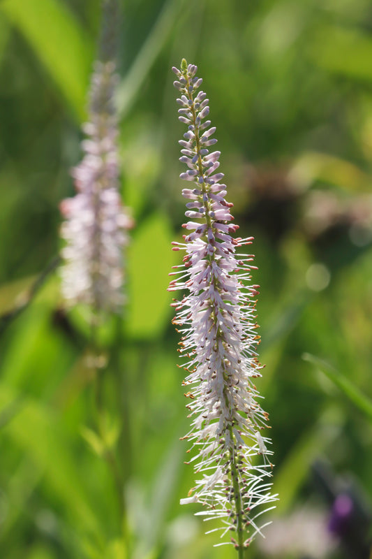 Culver's root faded background
