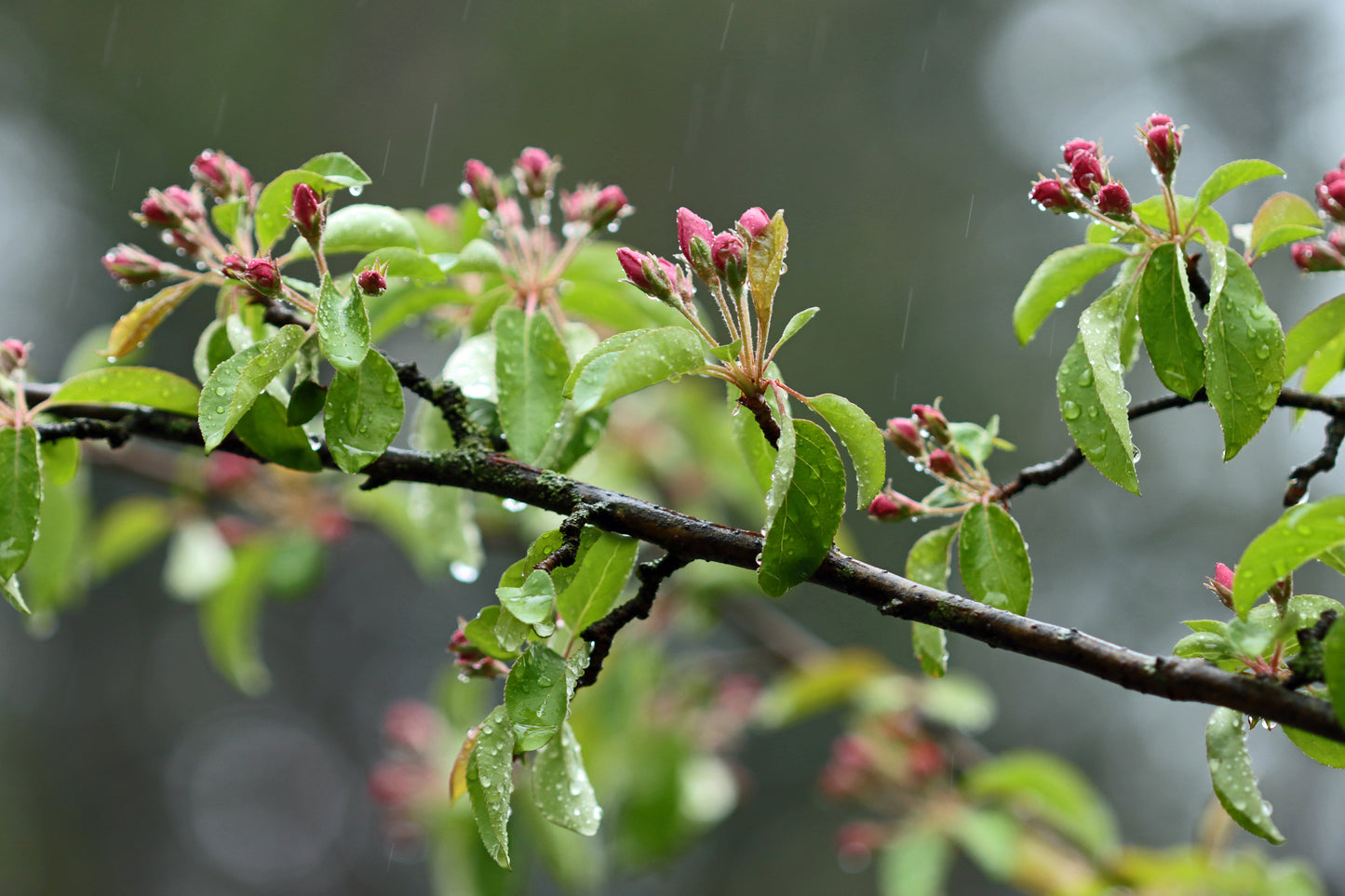 Crabapple blossoms in the rain