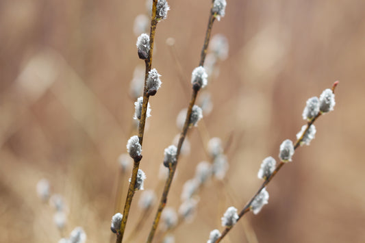 Catkins