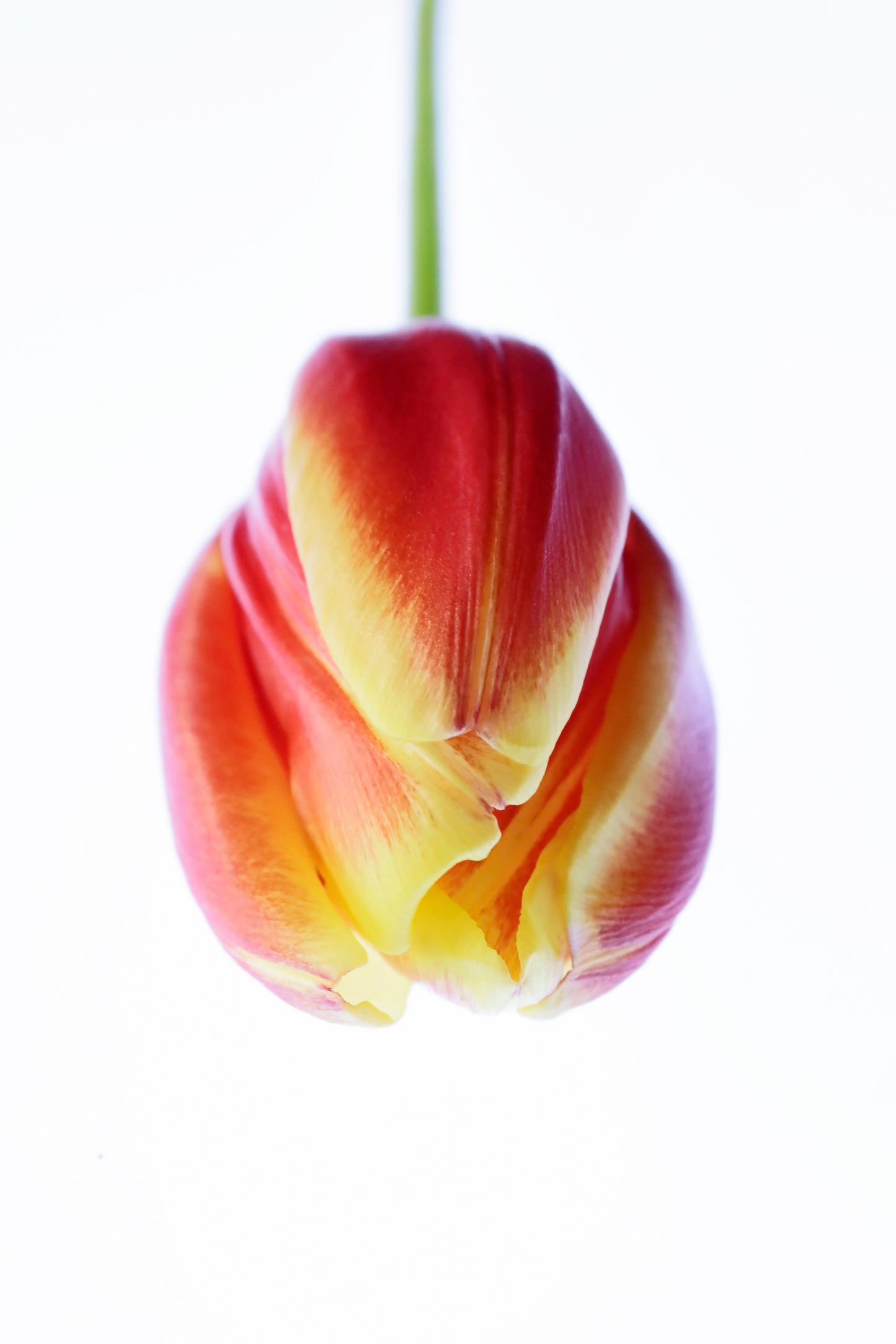 Tulip posed
