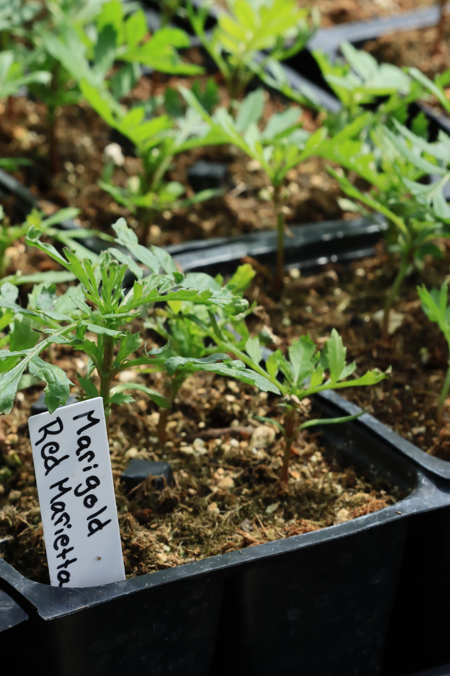 Red Marietta Marigold