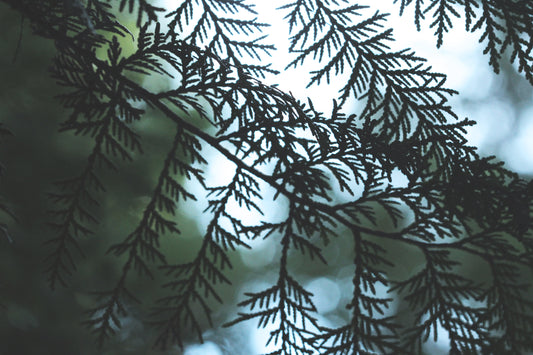 Cypress silhouette
