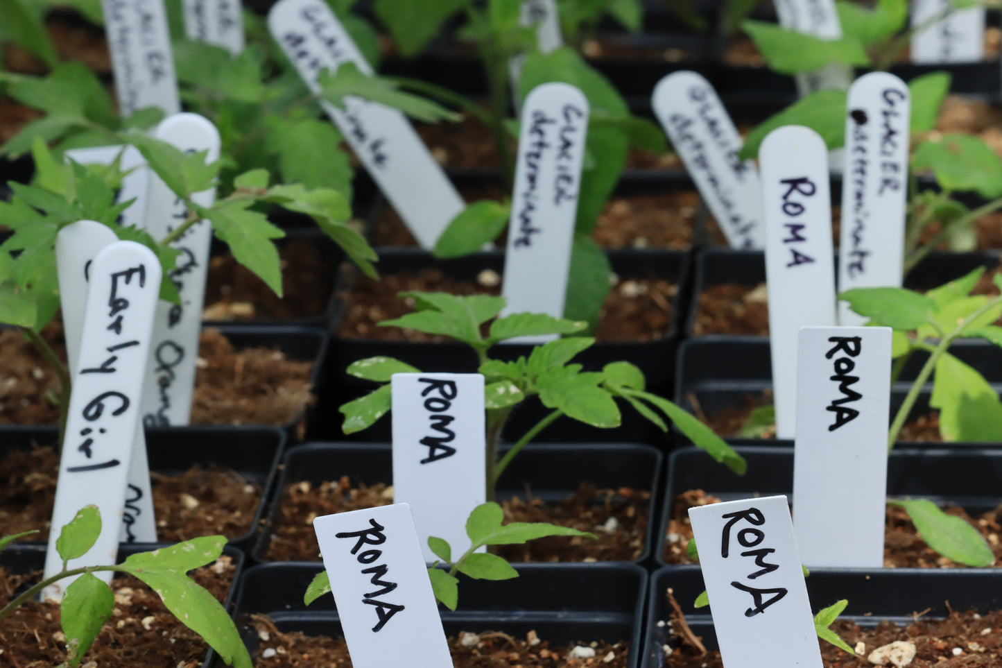 Roma and Early Girl Tomatoes