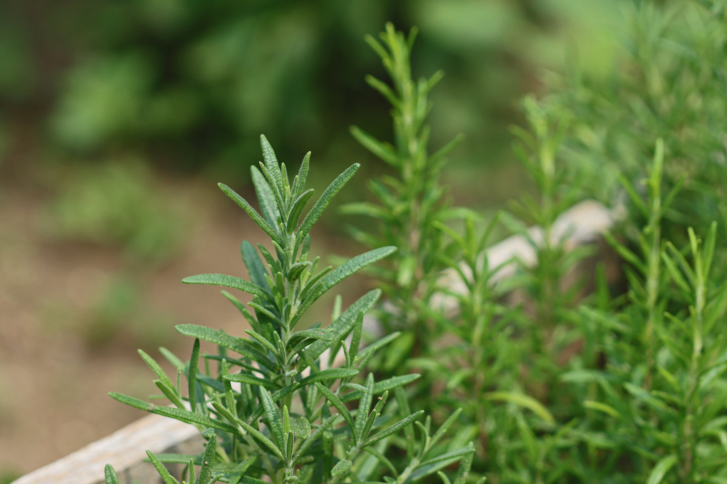 Rosemary in the garden