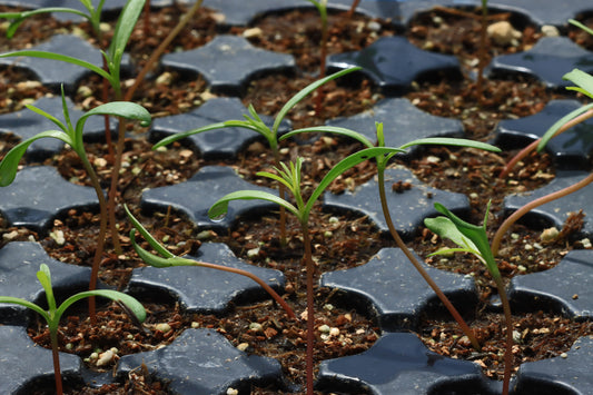 Cosmos seedlings