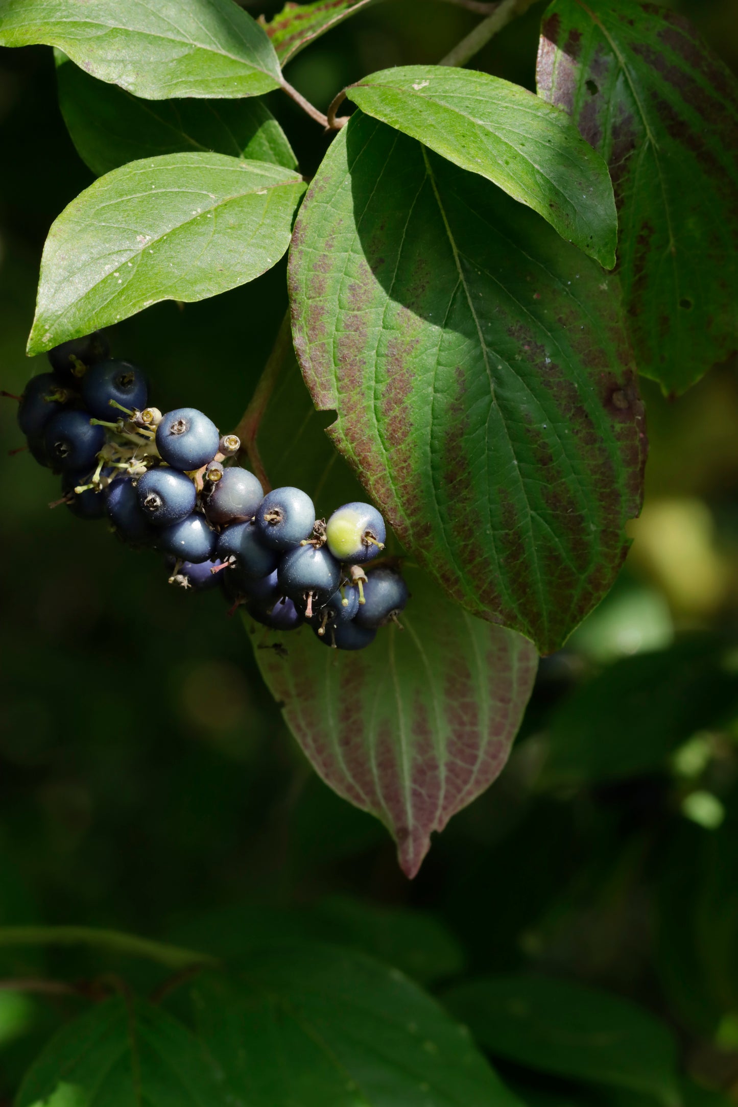 Silky Dogwood