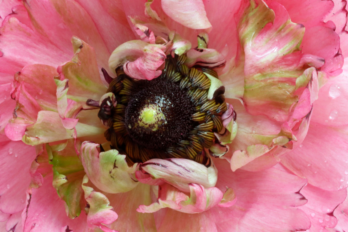 Ranunculus in ruffles
