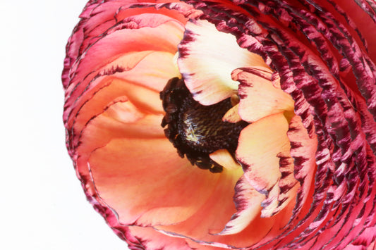 Ombre Ranunculus