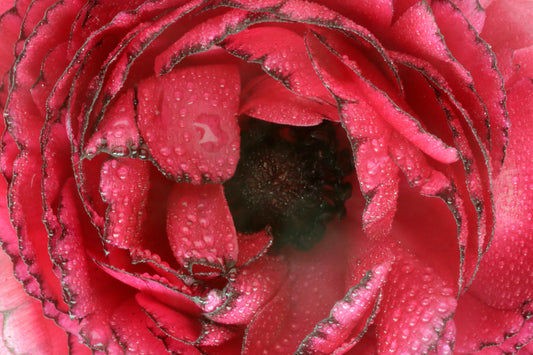 Ranunculus quench