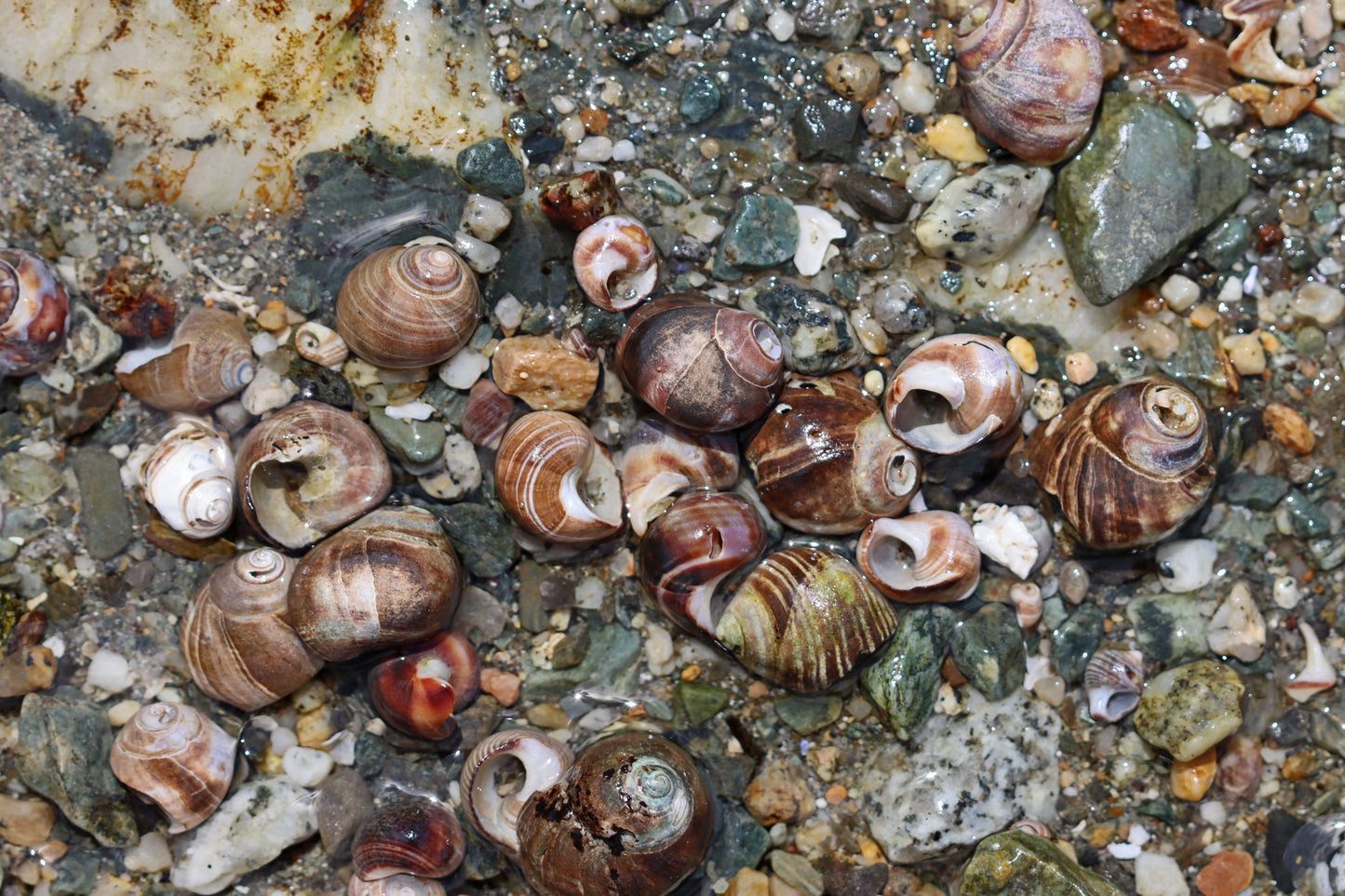 Common periwinkles