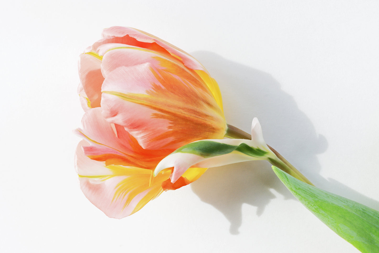 Parrot tulip solo