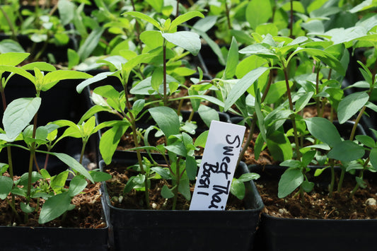Sweet Thai Basil Plants