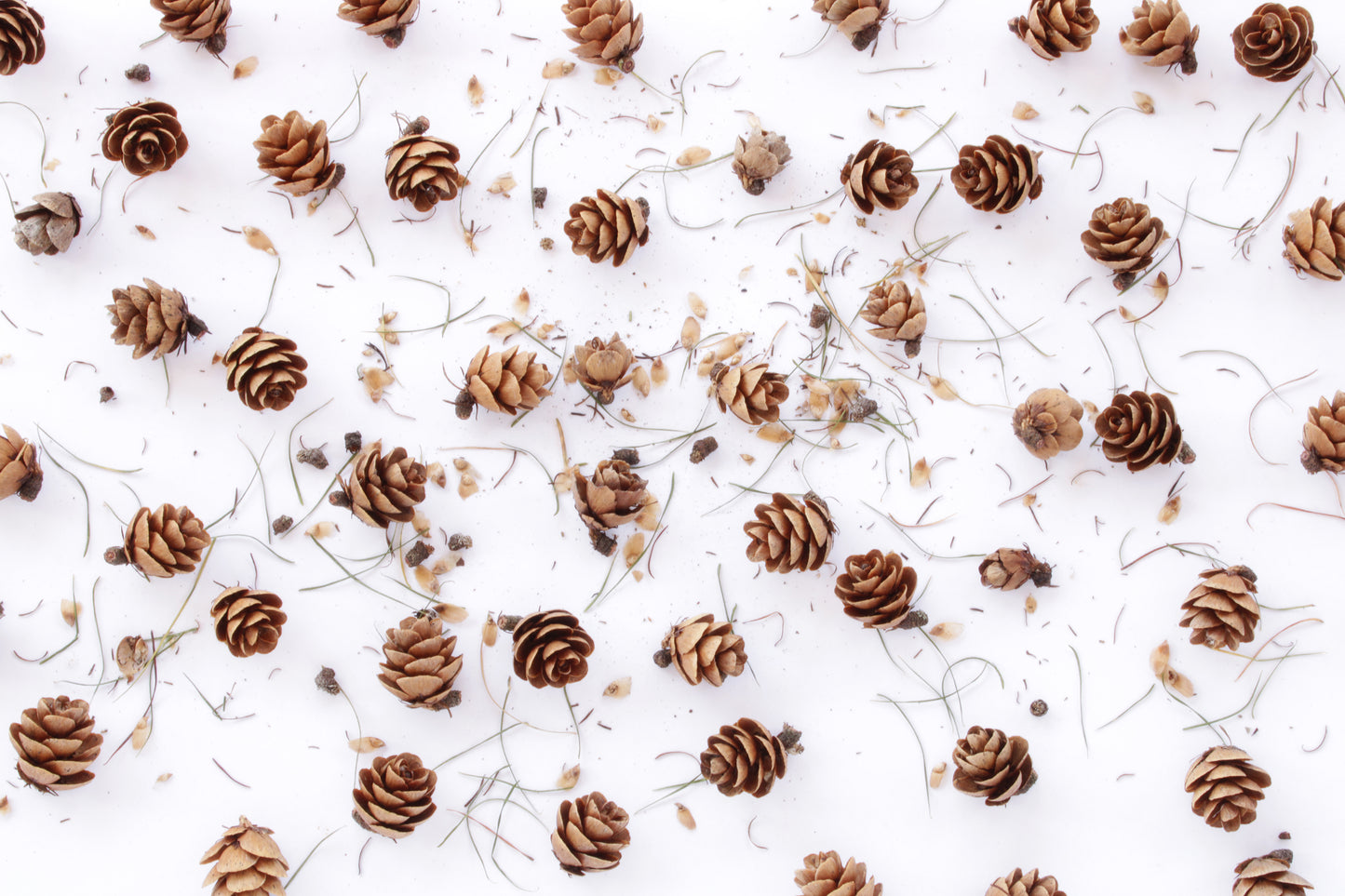 Tamarack pine cones and seeds